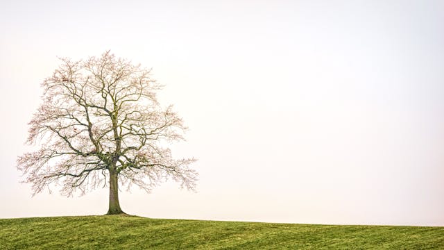 Il significato simbolico dell'albero: Che cosa rappresenta nella cultura e nella natura